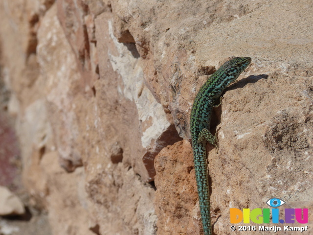 FZ026983 Colourful lizard on rocks